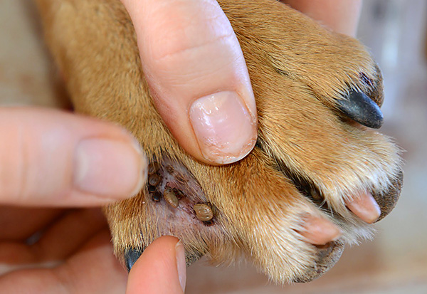 Le stylo lasso est pratique à utiliser pour retirer les tiques des zones difficiles d'accès du corps humain ou animal.