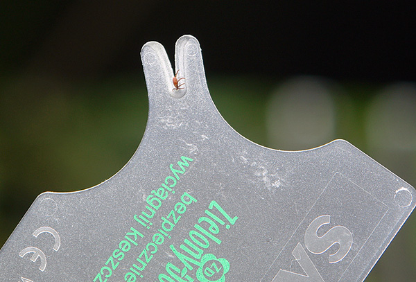 Un autre exemple de carte de retrait de tiques