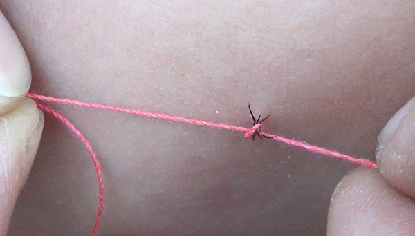 Pour retirer la tique en toute sécurité, un simple fil fera l'affaire...