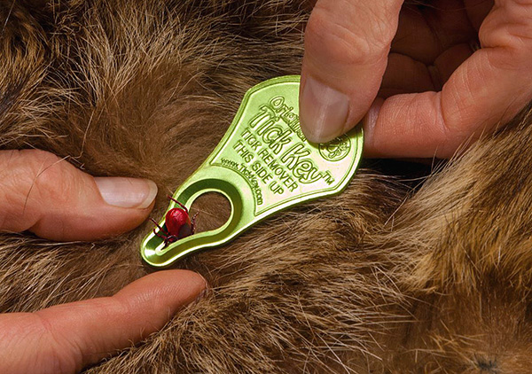 Un exemple de ticker plat