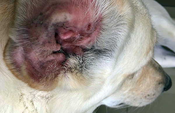 Parlons de l'infection des chiens par la gale des oreilles et de la maladie qui en résulte ...