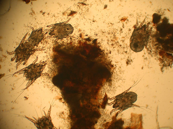 Accumulation d'acariens Otodectes cynotis dans les sécrétions auriculaires d'un chien.