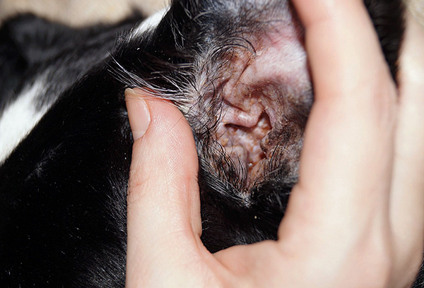 Il est nécessaire de commencer la lutte contre les acariens le plus tôt possible, sans attendre le développement de complications graves.