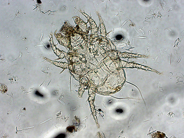 Tique Otodectes cynotis