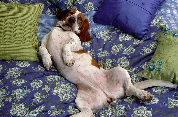 Il ne faut pas oublier qu'un animal malade propage littéralement les acariens et leurs œufs dans tout l'appartement ...