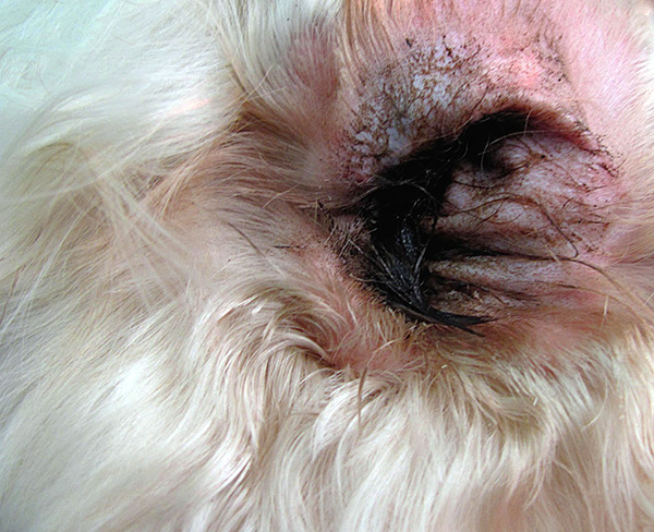 Avec l'otodectose, la masse libérée du conduit auditif contient un grand nombre d'acariens et de leurs œufs.