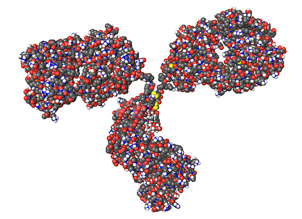 Modèle spatial de la molécule d'immunoglobuline
