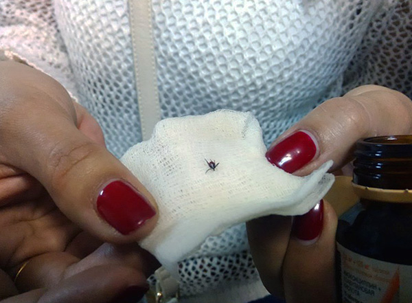 Il est conseillé de prendre la tique pour analyse alors qu'elle est encore en vie.