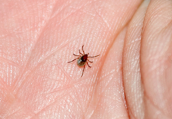 Nous déterminerons s'il est conseillé de vacciner contre l'encéphalite à tiques et quels vaccins sont actuellement sur le marché ...