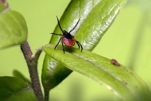Idéalement, la deuxième vaccination selon le schéma devrait être effectuée au printemps - avant le début de la saison des tiques.