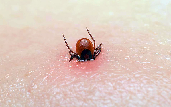 Une vaccination rapide contre la TBE est la clé d'une protection fiable contre les conséquences graves d'une piqûre de tique.