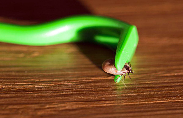 En règle générale, il suffit de tourner plusieurs fois le parasite autour de son axe pour qu'il s'éloigne de sa proie.