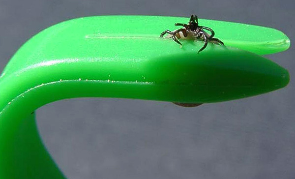 Une tique extraite de la peau.