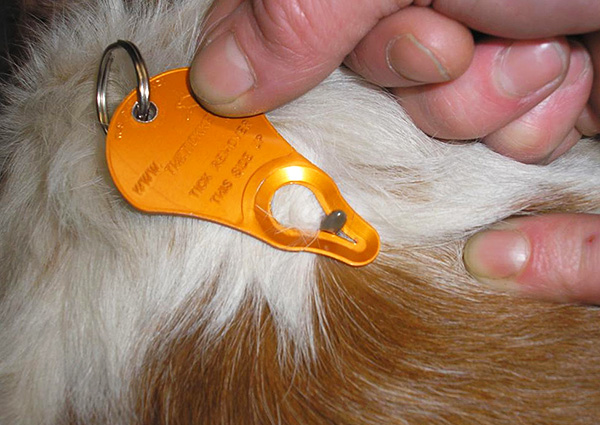 Extracteur de clé plate