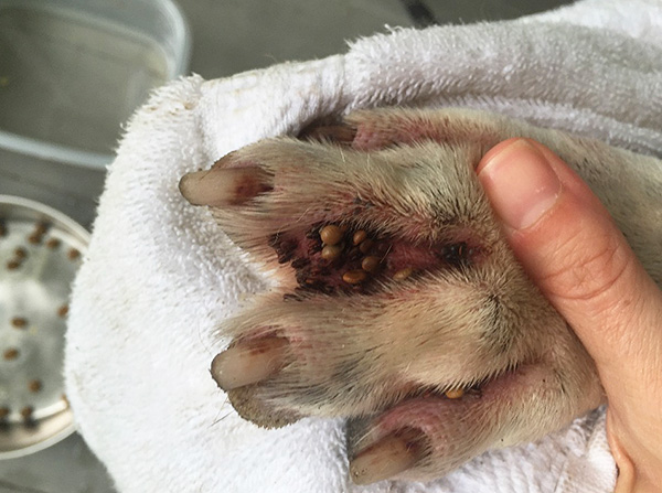 La photo montre clairement beaucoup de tiques entre les doigts du chien.