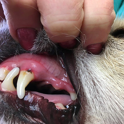 Tique attachée à la gomme du chien