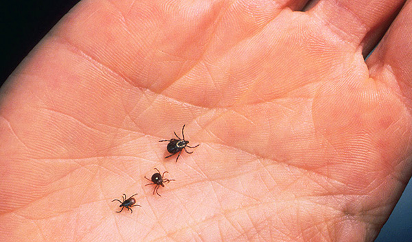 Les personnes qui, de par la nature de leurs activités, passent beaucoup de temps dans la nature, enlèvent souvent plusieurs tiques par jour.