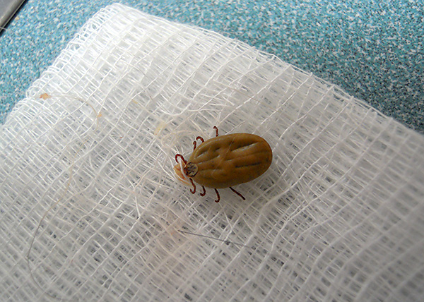 Il ressemble à une tique ixodide femelle, déjà nourrie de sang.