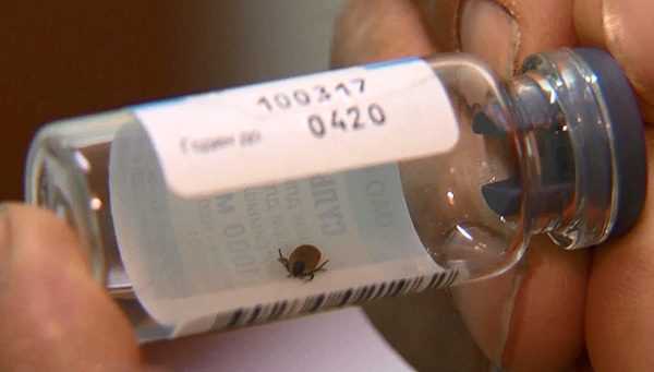 Si possible, il est préférable de prendre une tique pour analyse alors qu'elle est encore en vie.