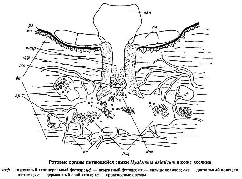 Pièces buccales d'une tique femelle Hyalomma asiaticum