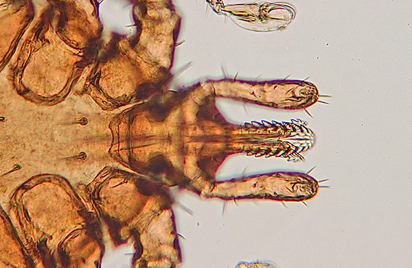 Organes de la bouche d'une tique sous un microscope