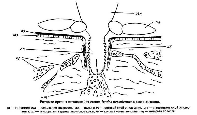 Pièces buccales d'une femelle Ixodes persulcatus qui se nourrit