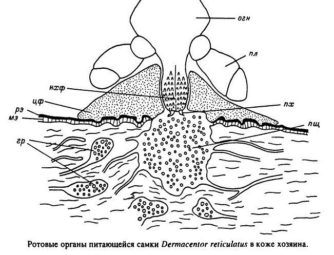 Les tiques de certaines espèces retirent la trompe de la plaie, se nourrissant du sang sécrété et de l'infiltrat inflammatoire.