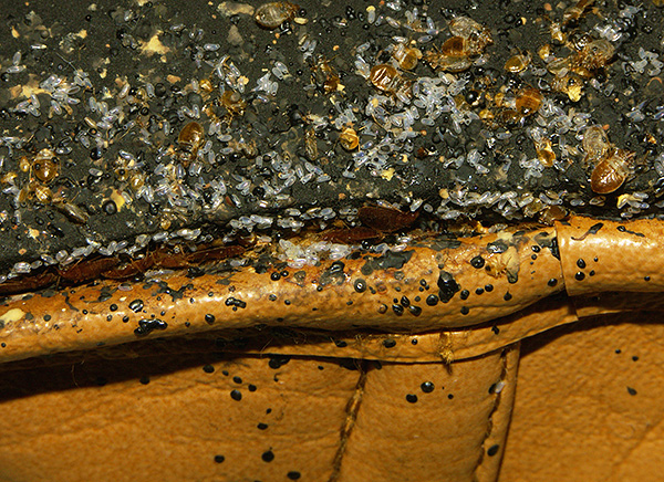 Les nids de punaises de lit peuvent contenir des centaines d'œufs.