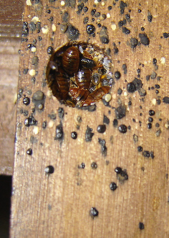 Il y a beaucoup de choses à considérer lorsqu'il s'agit de punaises de lit...