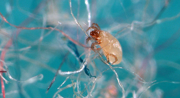 Les acariens vivent dans des accumulations de poussière et se nourrissent de particules de peau humaine.