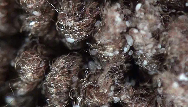 Si le tapis n'est pas aspiré pendant une longue période, dans des conditions favorables, les acariens peuvent s'y multiplier en grand nombre.