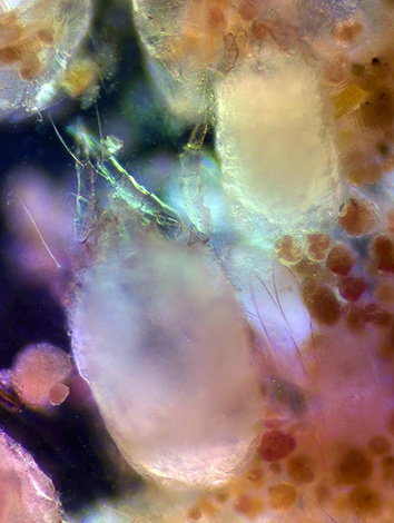 Les matières fécales de ces arthropodes peuvent provoquer de graves réactions allergiques chez l'homme.