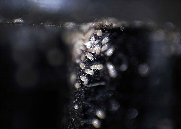 Accumulation d'acariens