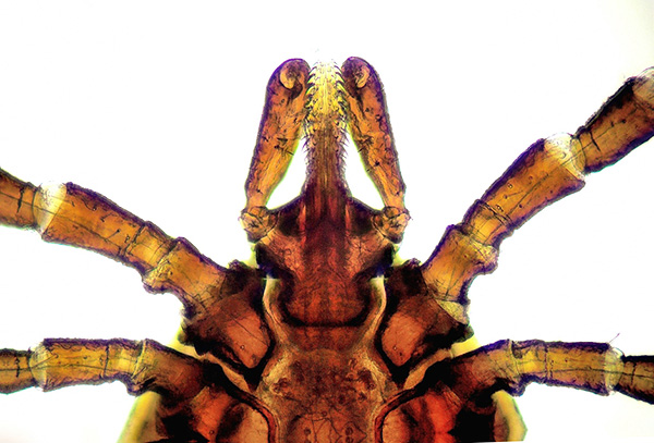 Les pièces buccales du parasite sont idéalement adaptées pour tenir fermement dans la peau de l'hôte.