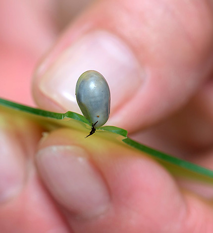 Klescheder sous forme de carte plastique.