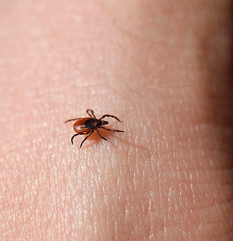 Les tiques ne mordent pas en légitime défense