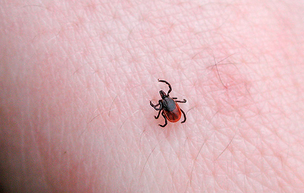 Un suceur de sang peut chercher un endroit propice à l'aspiration pendant plusieurs dizaines de minutes.