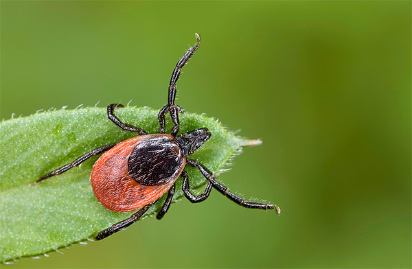 La photographie montre une tique attendant sa proie.