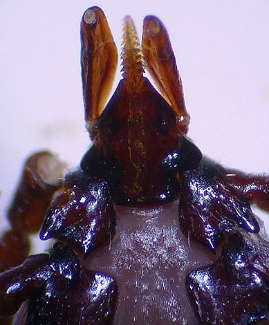 La photo montre clairement la trompe dentelée du parasite.