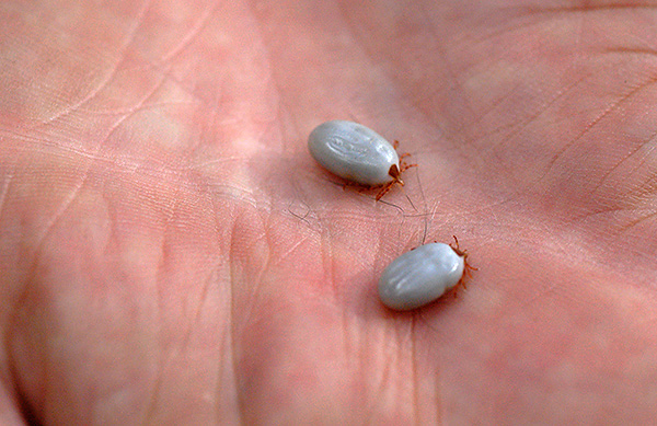 Lorsqu'il est saturé de sang, le corps de la femelle augmente plusieurs fois.