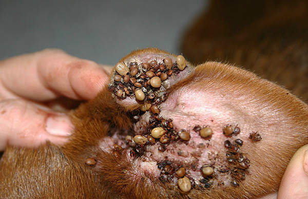 Beaucoup d'acariens dans l'oreille d'un chien.