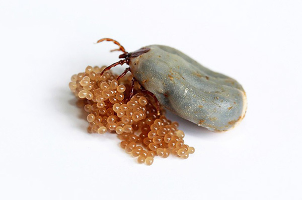 Après la ponte, la femelle meurt rapidement.