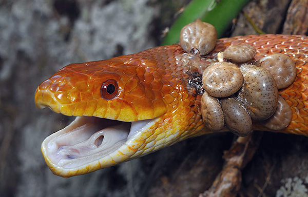 Tiques sur un serpent.