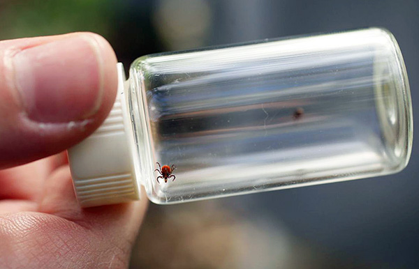 Une analyse de la tique révélera la présence du virus de l'encéphalite à tiques, ainsi que les agents responsables de la maladie de Lyme.