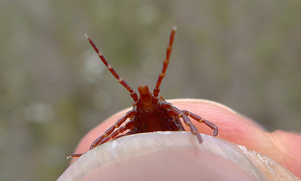 La vaccination contre l'encéphalite à tiques est une méthode très efficace pour prévenir cette maladie.