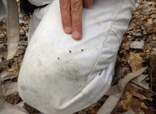 Sur les vêtements blancs, les tiques sont clairement visibles.