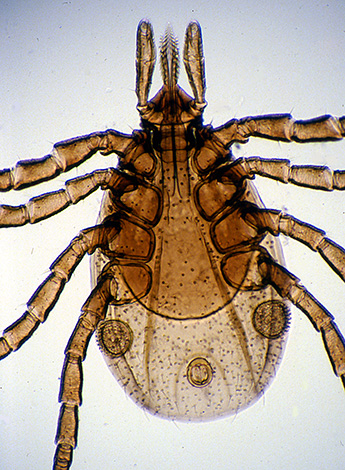 Borrelia habite principalement le tube digestif de la tique.