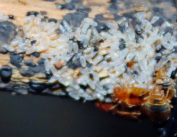 Il est important de comprendre que tous les œufs de punaises de lit ne meurent pas lors du traitement d'une pièce.