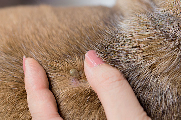 Voyons comment vous pouvez retirer rapidement et en toute sécurité une tique collée à un chien ...