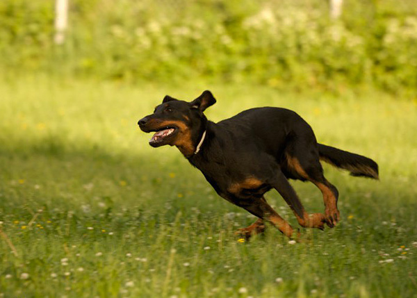 Il est souvent assez difficile de garder un animal de compagnie en place afin d'effectuer avec soin la procédure d'élimination du parasite attaché.